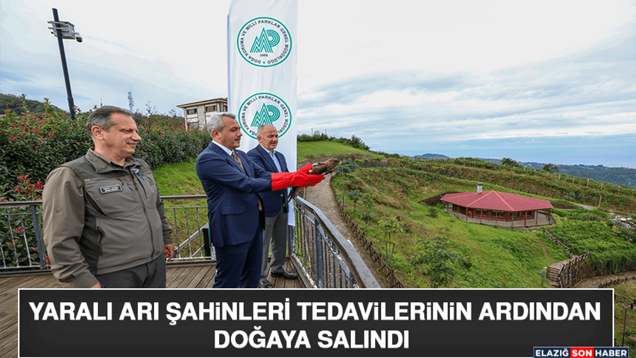 Yaralı Arı Şahinleri Tedavilerinin Ardından Doğaya Salındı