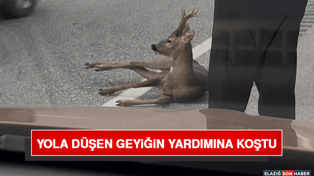 Yola Düşen Geyiğin Yardımına Koştu