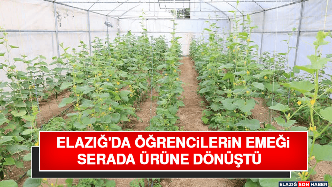 Elazığ'da Öğrencilerin Emeği Serada Ürüne Dönüştü