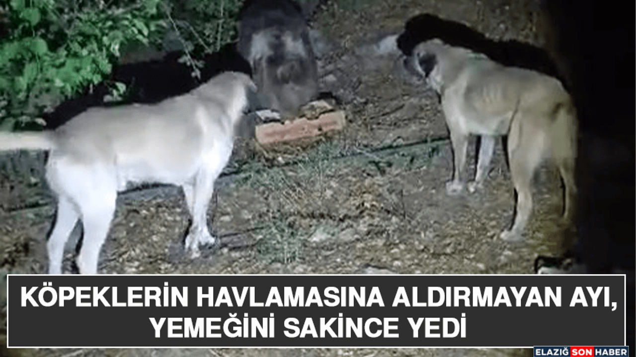 Köpeklerin Havlamasına Aldırmayan Ayı, Yemeğini Sakince Yedi