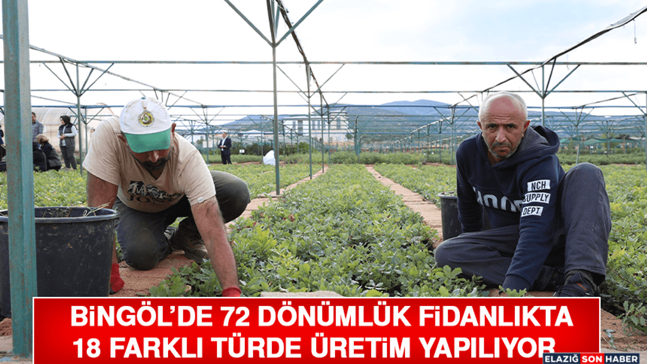 Bingöl’de 72 Dönümlük Fidanlıkta 18 Farklı Türde Üretim Yapılıyor