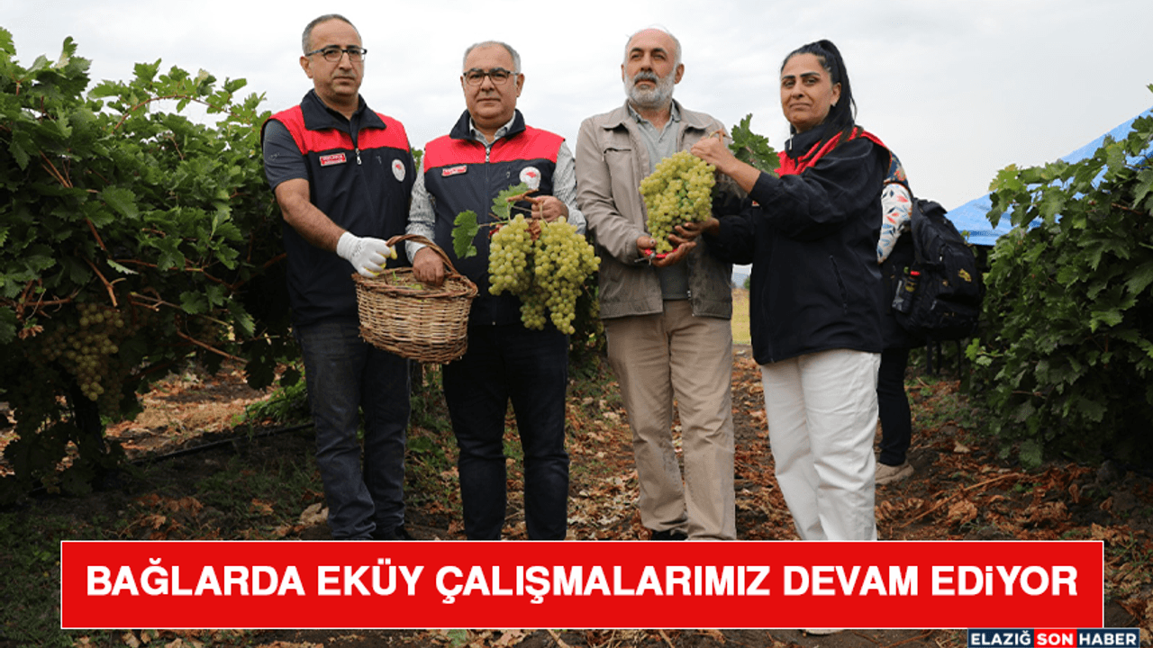 Bağlarda Eküy Çalışmalarımız Devam Ediyor