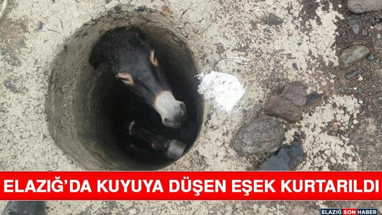 Elazığ’da Kuyuya Düşen Eşek Kurtarıldı