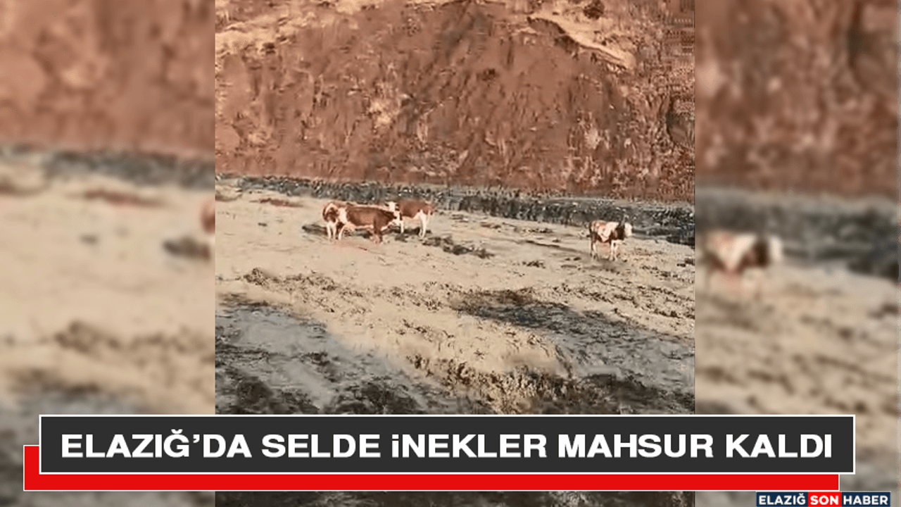 Elazığ’da Selde İnekler Mahsur Kaldı
