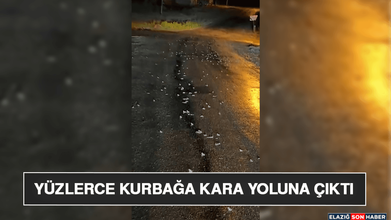Yüzlerce Kurbağa Kara Yoluna Çıktı