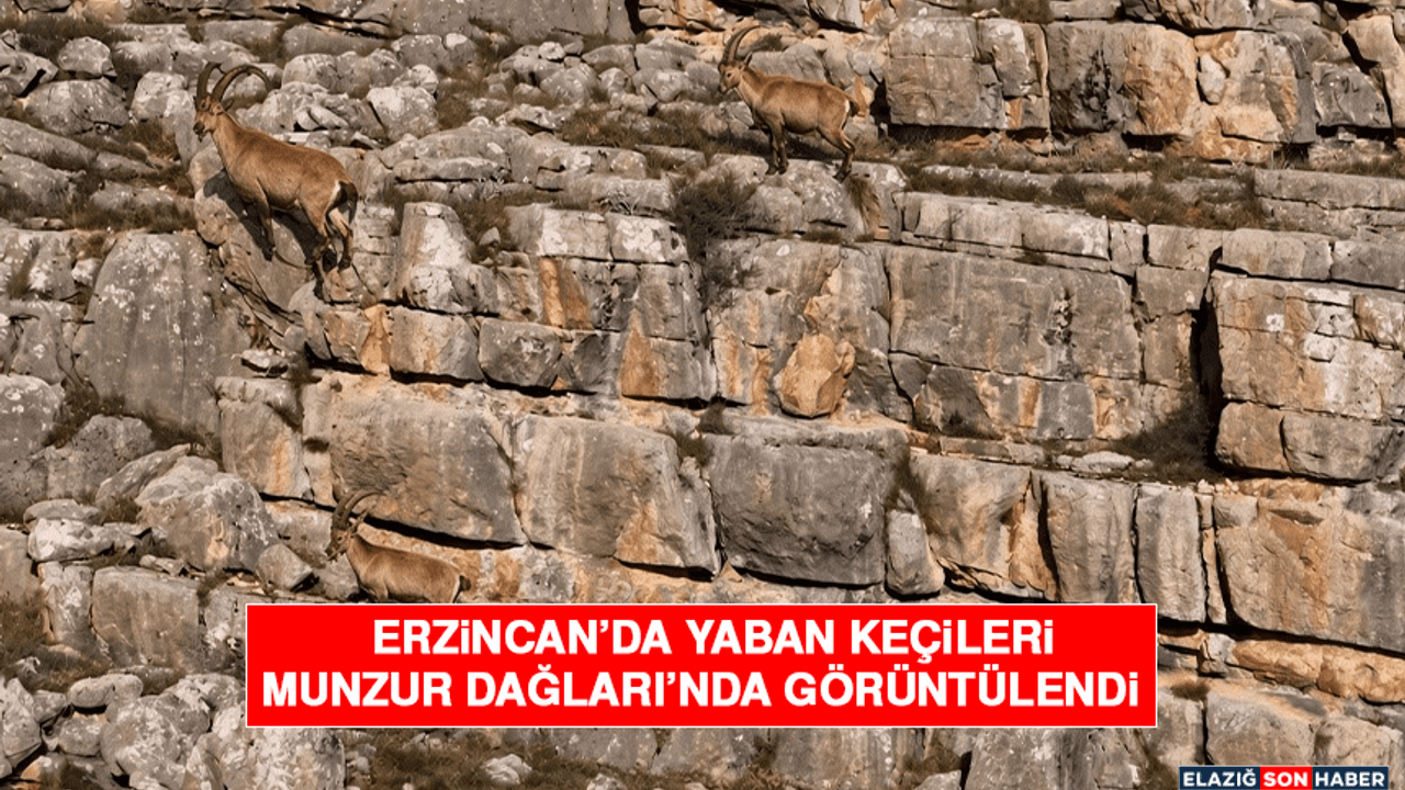 Erzincan’da Yaban Keçileri Munzur Dağları’nda Görüntülendi
