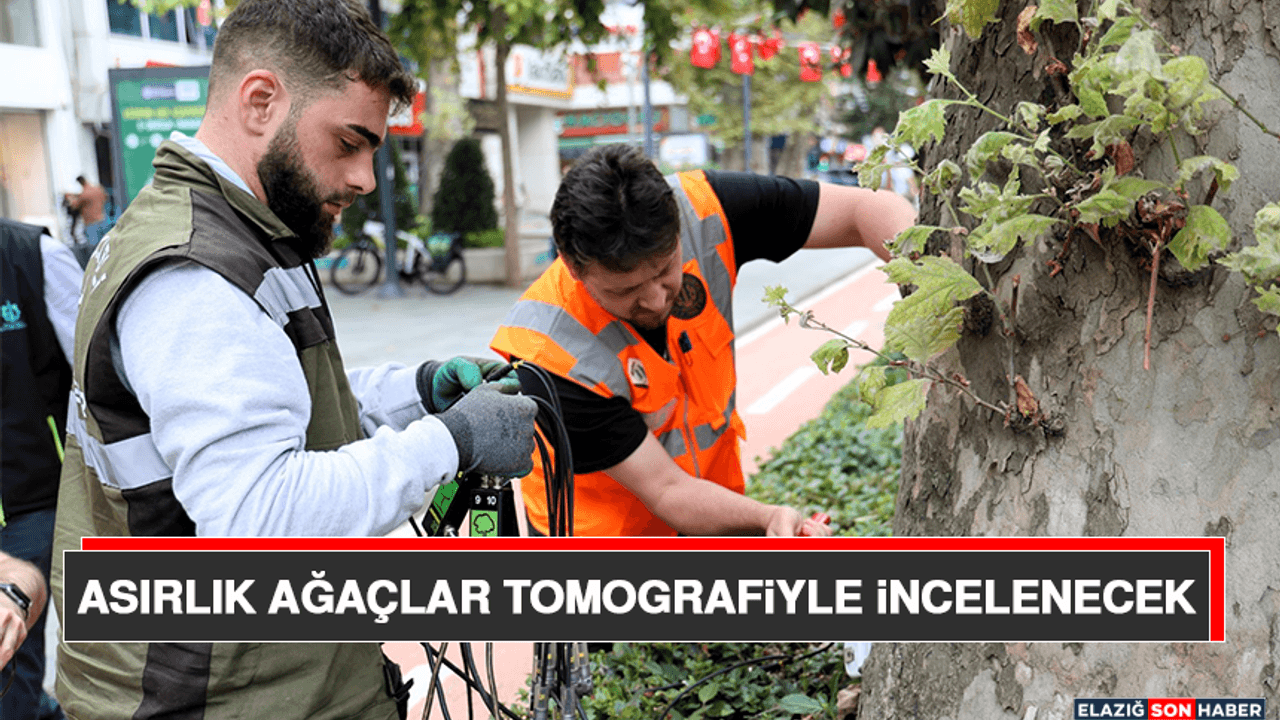 Asırlık Ağaçlar Tomografiyle İncelenecek