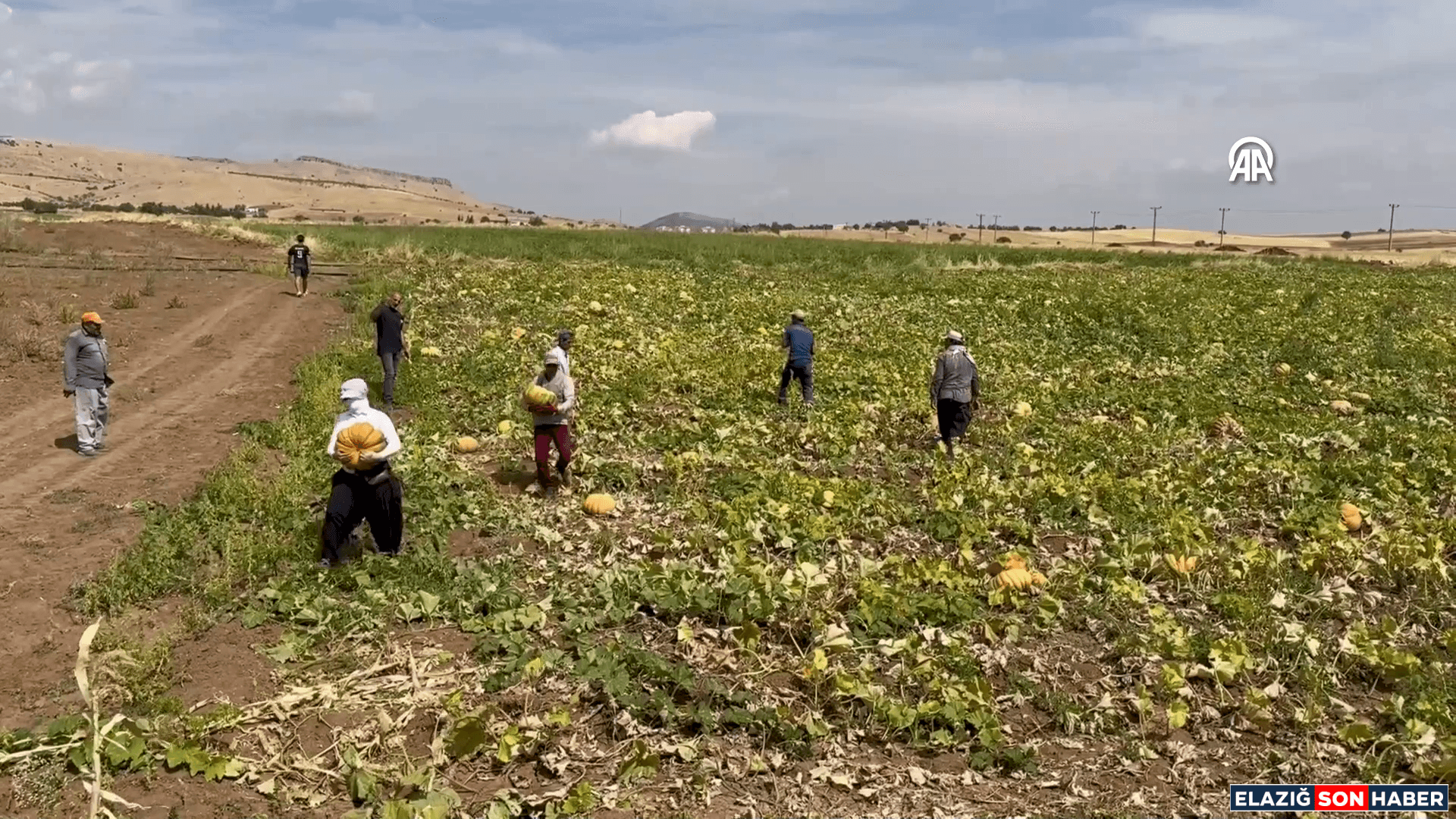 Kovancılar İlçesinde Yetiştirilen Bal Kabakları, KKTC'ye İhraç Edildi