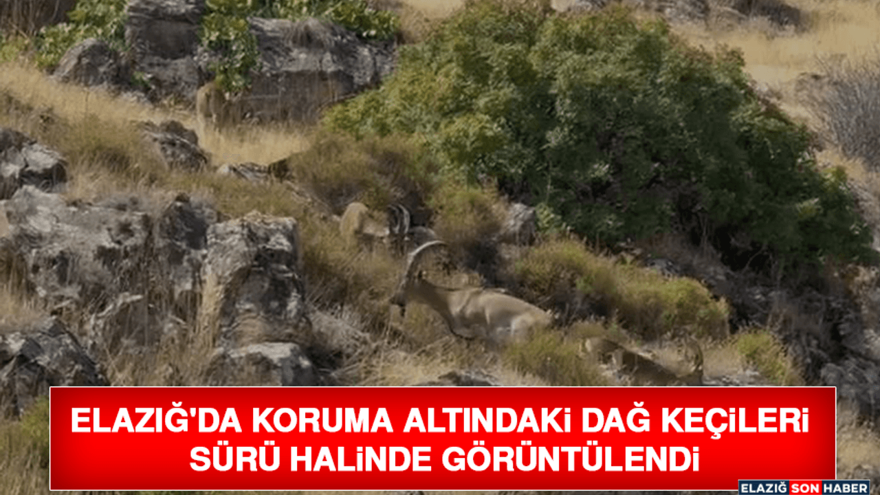 Elazığ'da Koruma Altındaki Dağ Keçileri Sürü Halinde Görüldü