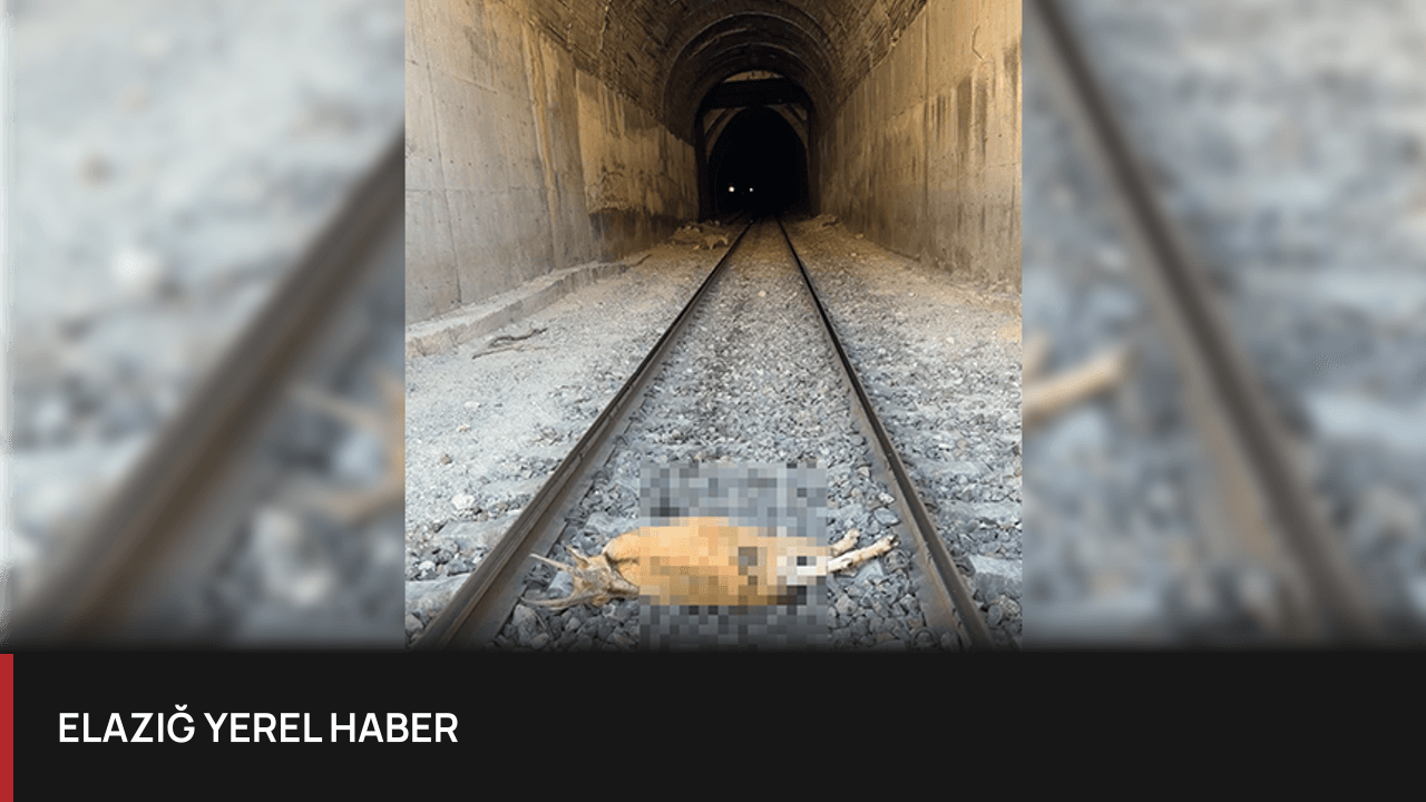 Elazığ'da Tren Dağ Keçilerine Çarptı