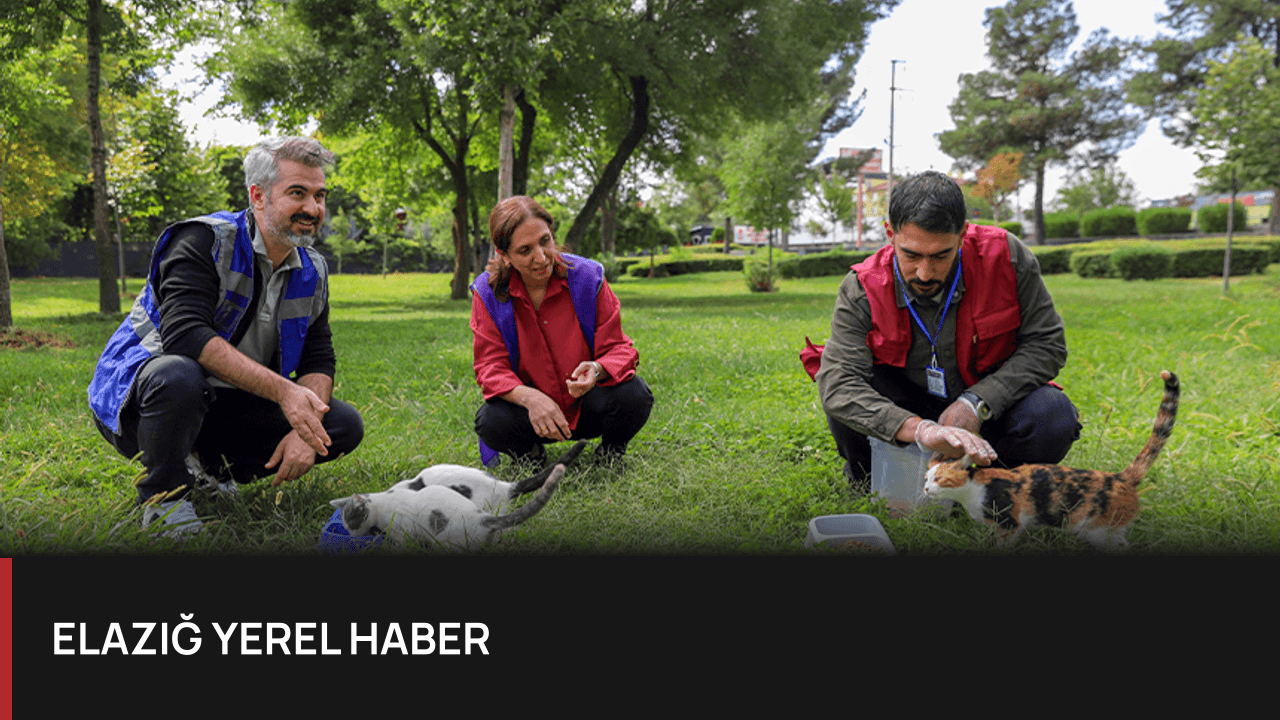 Diyarbakır'da Sokak Hayvanları İçin Farkındalık Seferberliği