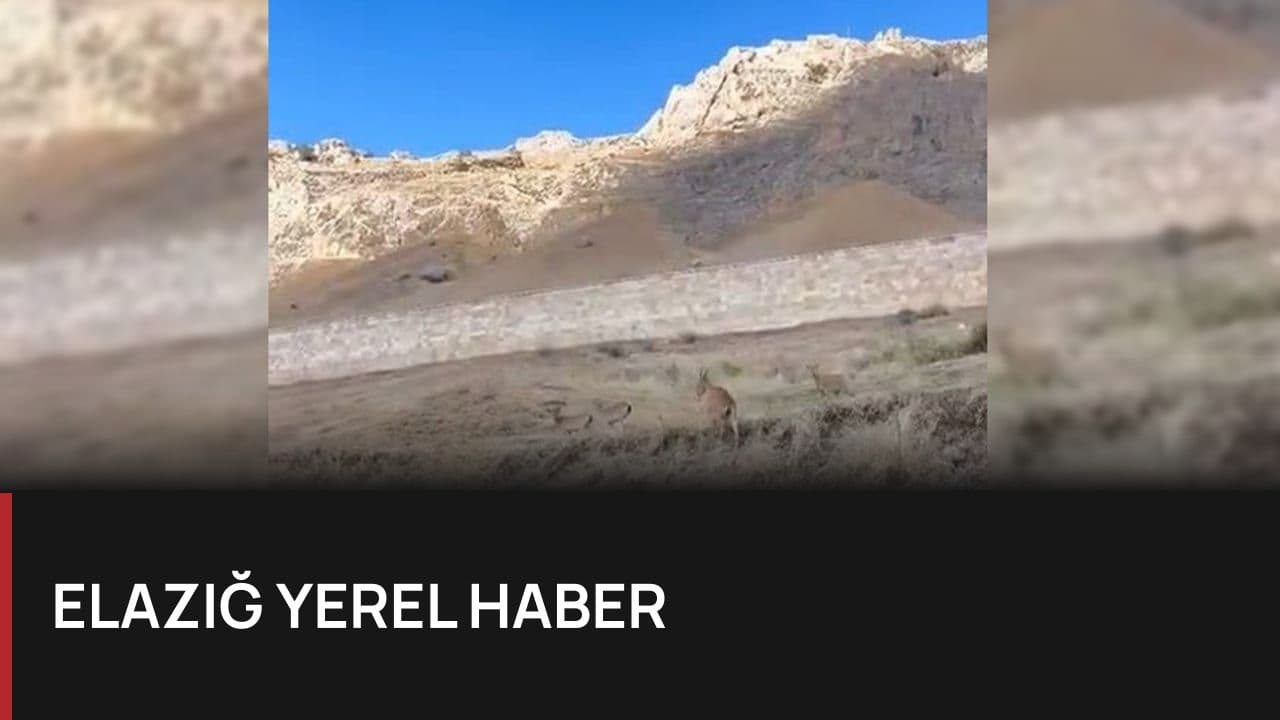 Palu Kalesi'nde Nadir Görülen Dağ Keçileri Görüntülendi