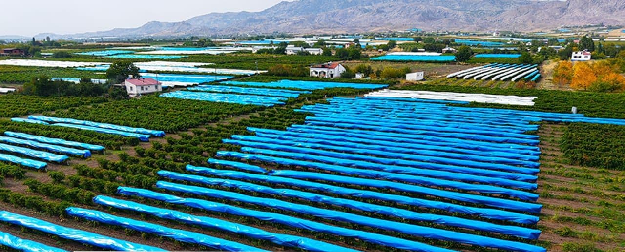 Elazığ'da Üzüm Üreticilerinden Dev Önlem: 80 Bin Tonluk Rekolte Brandalarla Korunuyor