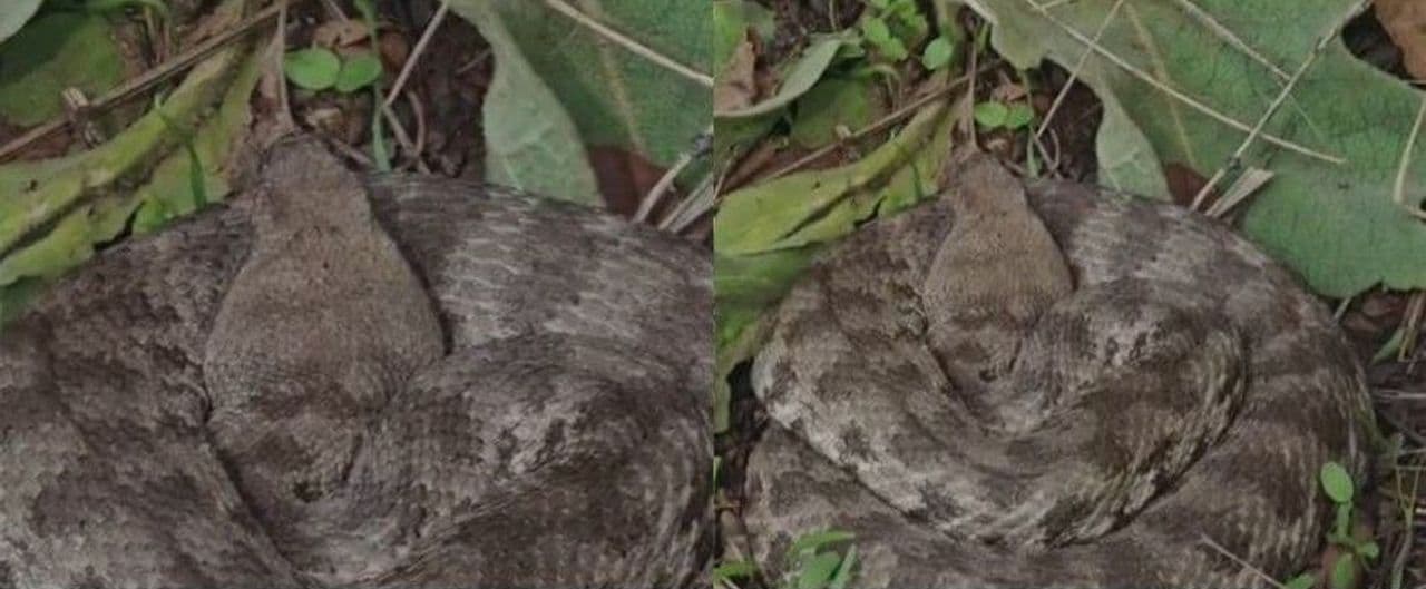 Elazığ'da Ölümcül Zehre Sahip Engerek Yılanı Görüldü