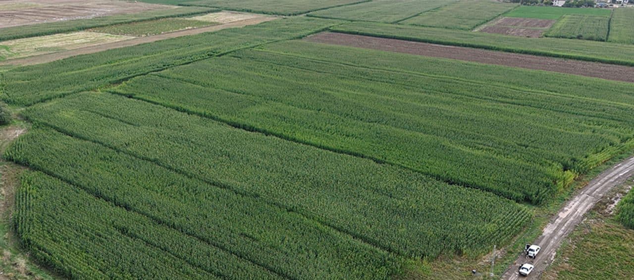 Elazığ'da Sel Felaketi: 300 Dönümlük Mısır Tarlası Suya Gömüldü