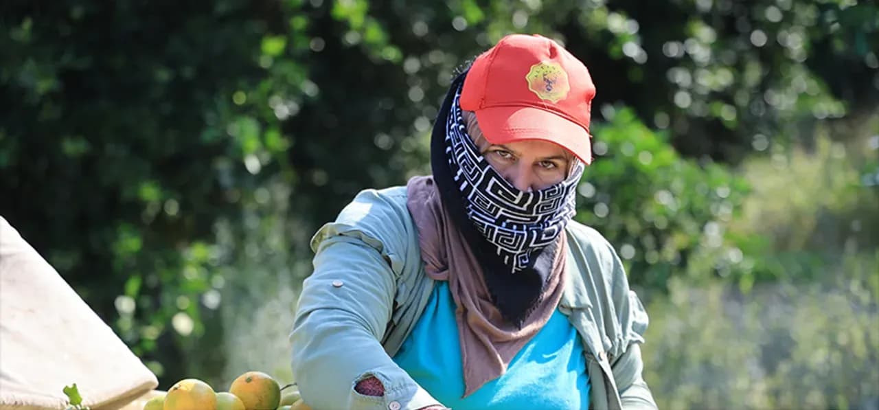 Adana'da Mandalina Üreticisi Savaş ve Lojistik Kriziyle Boğuşuyor: Fiyatlar Çakıldı