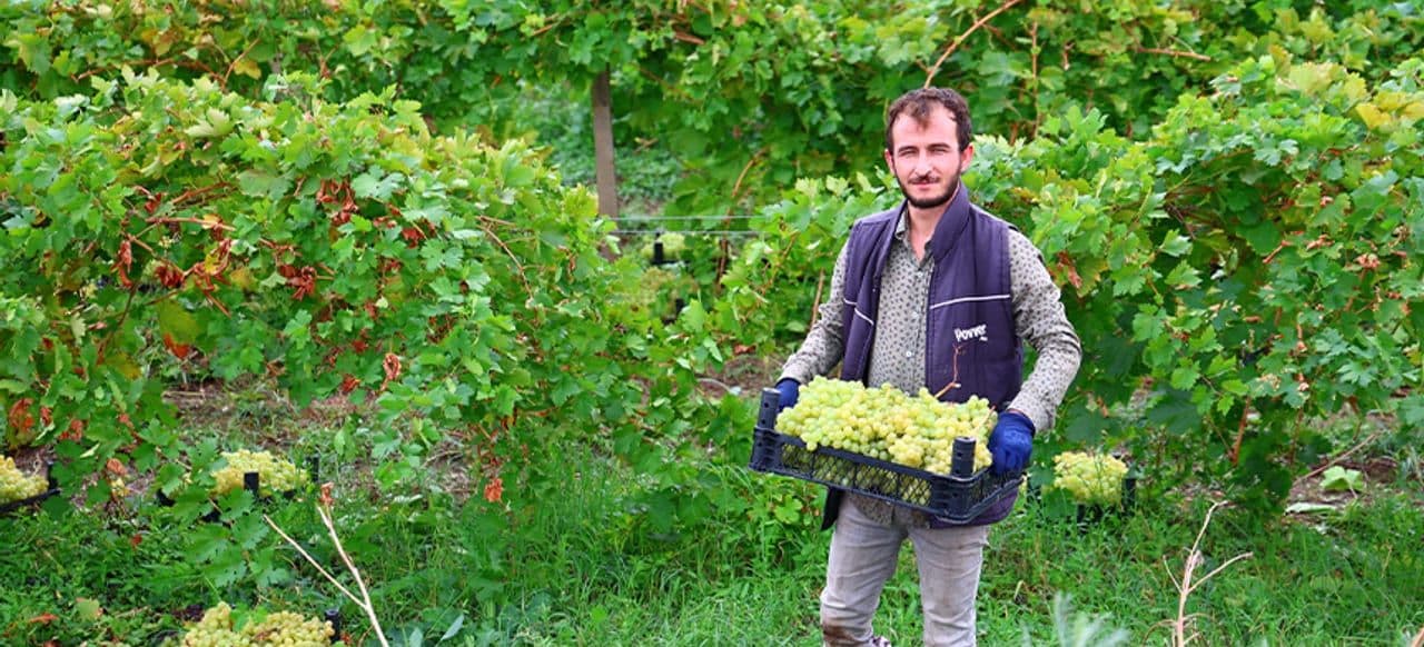 Elazığ'ın Tescilli Ağın Beyazı Üzümlerinde Hasat Heyecanı
