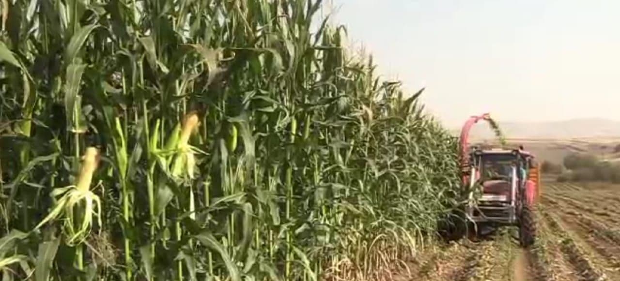 Elazığ'da Silajlık Mısır Hasadı Heyecanı Başladı
