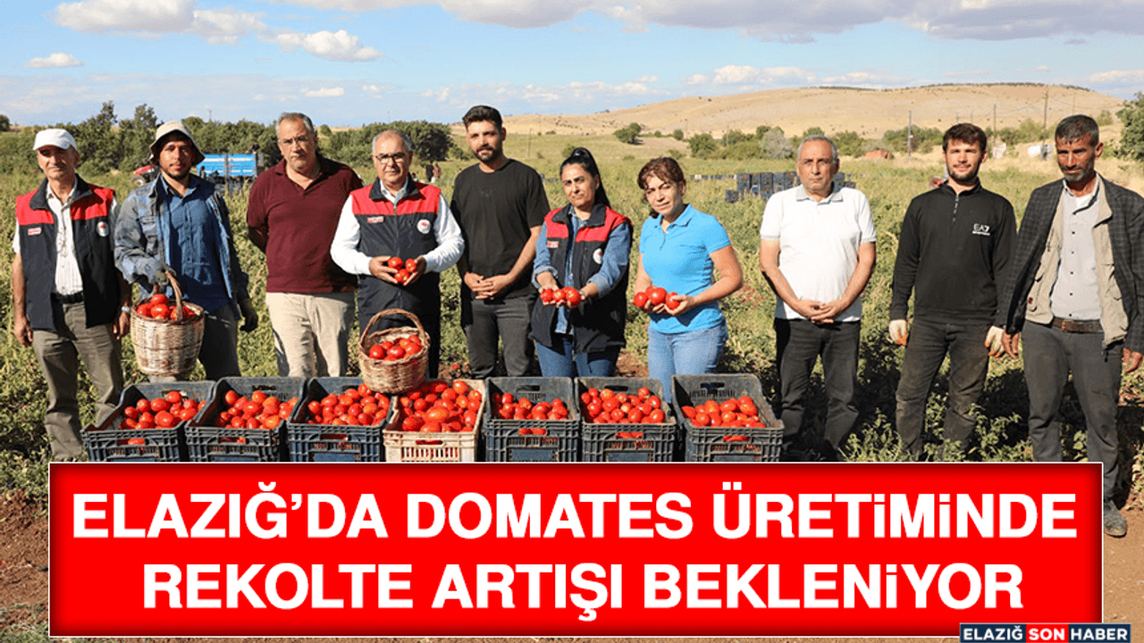 Elazığ’da Domates Üretiminde Rekolte Artışı Bekleniyor