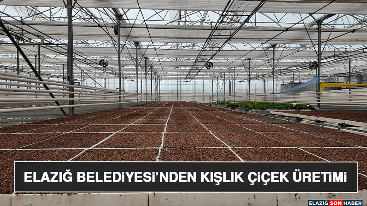 Elazığ Belediyesi’nden Kışlık Çiçek Üretimi