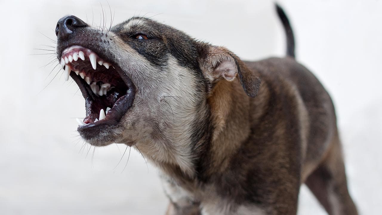 Mardin'de Köpekten Kaçıp Kaybolan Küçük Kız Bulundu