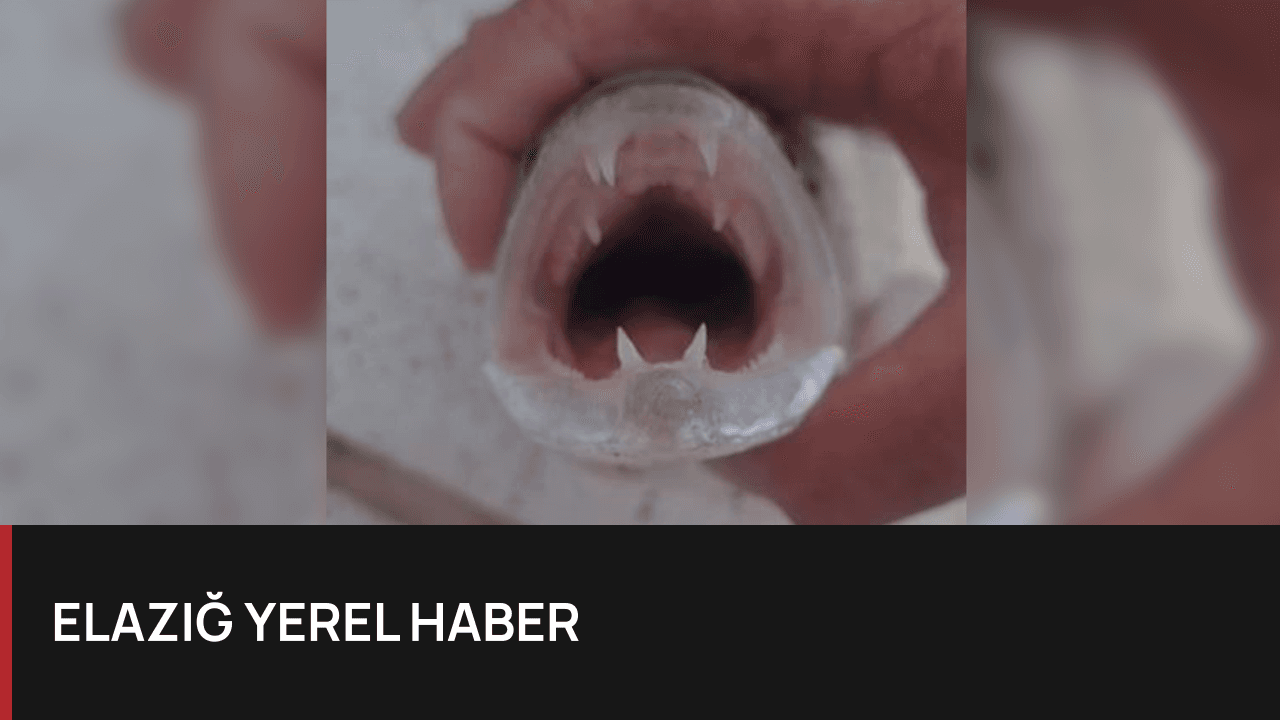 Keban Baraj Gölü'nde Nadir Görülen Sudak Balığı Yakalandı