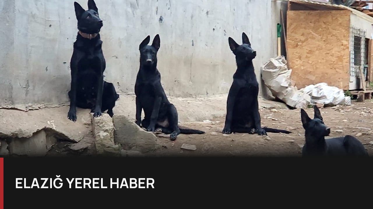 Yıldırım'da Köpek Çiftliği Kabusu: Mahalleli İsyan Etti