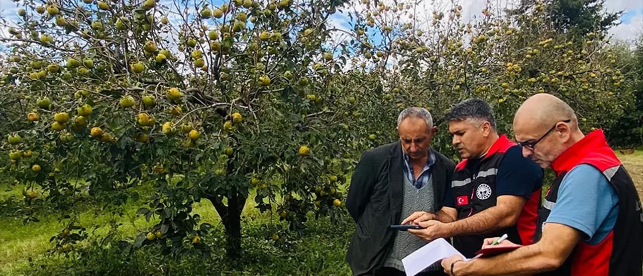 Kozan'da Dolu Yağışının Tarımsal Zararları Belirleniyor