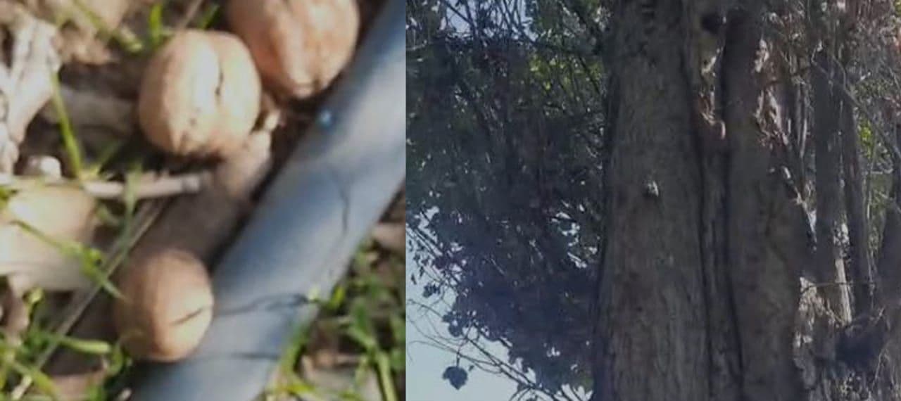 Elazığ'da Sincapların Ceviz Kavgası Gülümsetti